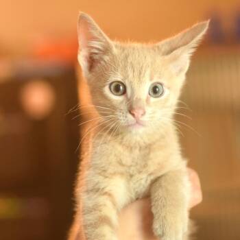 Stanley Yelnats -  Domestic Short Hair Cat for Adoption in Belleville, Illinois - Stanley Yelnats | PetCurious
