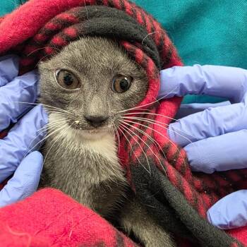 Carlosa -  Domestic Short Hair Cat for Adoption in Chattanooga, Tennessee - Carlosa | PetCurious