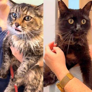 Angel & Onyx -  Domestic Medium Hair Cat for Adoption in Austin, Texas - Angel & Onyx | PetCurious