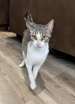 Charli XCX -  Tabby and Domestic Short Hair Cat for Adoption in Pearland, Texas - Charli XCX | PetCurious