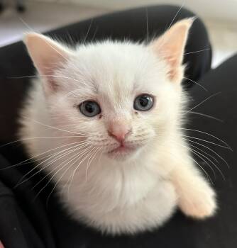 Tutti Frutti -  Domestic Short Hair Cat Available for Adoption in Reynoldsburg, Ohio - Tutti Frutti | PetCurious