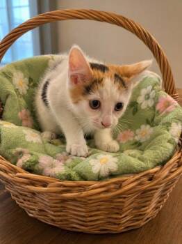 American Shorthair and Domestic Short Hair Cats Available for Adoption in North Richland Hills, Texas - Lady | PetCurious