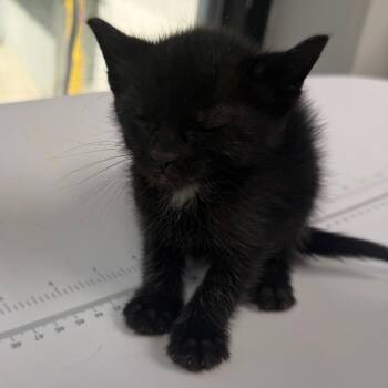 Joey -  Domestic Short Hair Cat for Adoption in Columbiana, Alabama - Joey | PetCurious