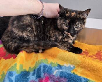 Rescue Domestic Short Hair Cats for Adoption in Dickson, Tennessee - Michelle | PetCurious