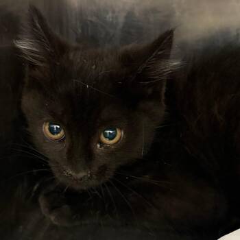 Lorem -  Domestic Short Hair Cat for Adoption in Salt Lake City, Utah - Lorem | PetCurious