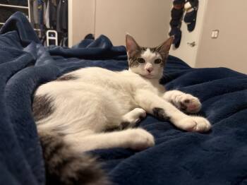 Rescue Domestic Short Hair Cats for Adoption in Fort Lupton, Colorado - Slate TX | PetCurious