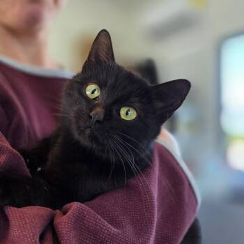 Bella -  Domestic Short Hair Cat for Adoption in Chapel Hill, North Carolina - Bella | PetCurious