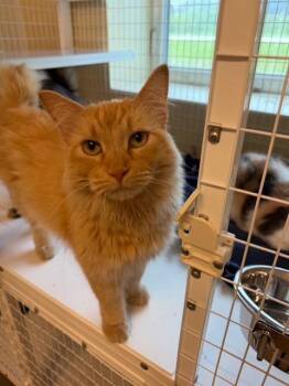 Butterscotch -  Domestic Long Hair Cat for Adoption in Williamsburg, Iowa - Butterscotch | PetCurious