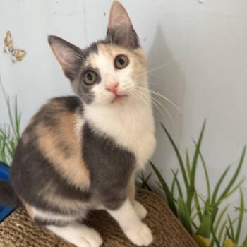 Moana -  Domestic Short Hair Cat for Adoption in Richland, Michigan - Moana | PetCurious