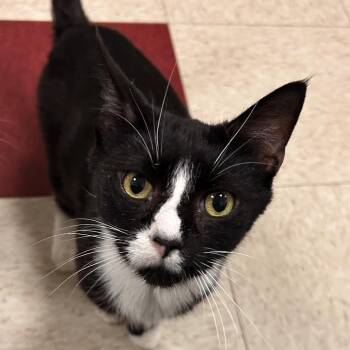 Lilly -  Domestic Short Hair Cat for Adoption in Waynesboro, Pennsylvania - Lilly | PetCurious