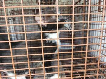 A660984 -  Domestic Short Hair Cat for Adoption in Houston, Texas - A660984 | PetCurious