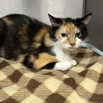 Noodles -  Domestic Short Hair Cat for Adoption in Worcester, Massachusetts - Noodles | PetCurious
