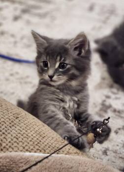 Hagrid -  Domestic Medium Hair Cat for Adoption in Hamilton, Ontario - Hagrid | PetCurious