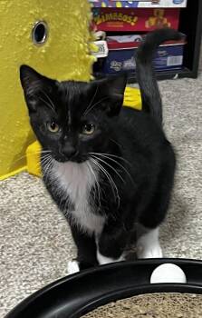 Nivana -  Domestic Short Hair Cat for Adoption in Faribault, Minnesota - Nivana | PetCurious