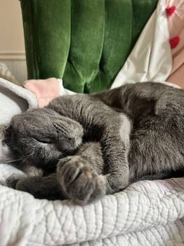 Rescue Russian Blue Cats for Adoption in Wilmington, North Carolina - Birdie | PetCurious