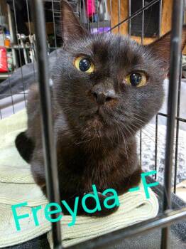 Domestic Short Hair Cats Available for Adoption in Cloquet, Minnesota - Freyda | PetCurious
