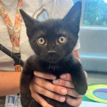 Domestic Short Hair Cats Available for Adoption in Manassas, Virginia - Ricki (ID 51374) | PetCurious