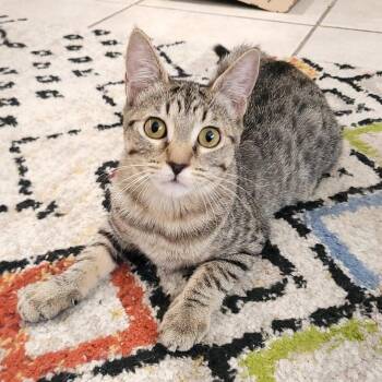 China (js) -  Domestic Short Hair Cat for Adoption in Los Angeles, California - China (js) | PetCurious