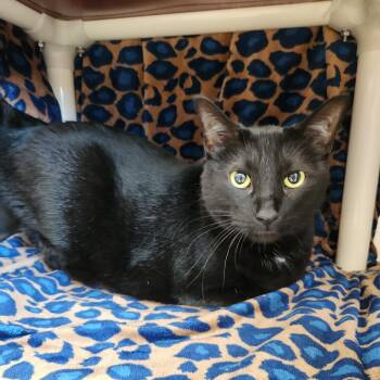 Walter -  Domestic Short Hair and Mixed Breed Cat for Adoption in Fort Wayne, Indiana - Walter | PetCurious