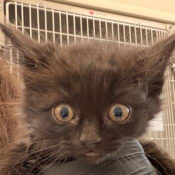 Ponytail Palm -  Domestic Medium Hair Cat for Adoption in Chatham, Virginia - Ponytail Palm | PetCurious