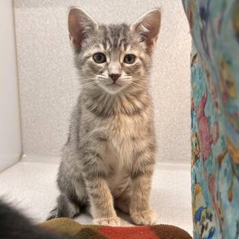 Domestic Short Hair Cats Available for Adoption in Hailey, Idaho - Kai | PetCurious