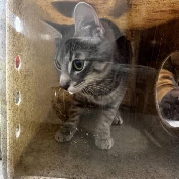 Domestic Short Hair Cats Available for Adoption in Philadelphia, Pennsylvania - Naturi | PetCurious