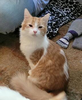 Rescue Domestic Medium Hair Cats for Adoption in Penryn, California - Angel | PetCurious