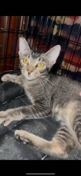 Rescue Abyssinian Cats for Adoption in San Diego, California - Nikki | PetCurious