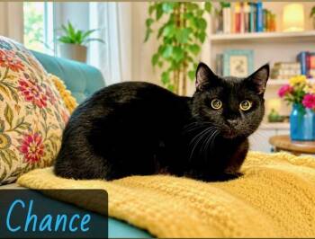 Domestic Short Hair Cats Available for Adoption in Englewood, Florida - Chance | PetCurious