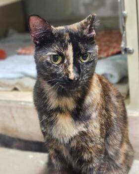 Liz -  Domestic Short Hair Cat for Adoption in Rochester, New Hampshire - Liz | PetCurious