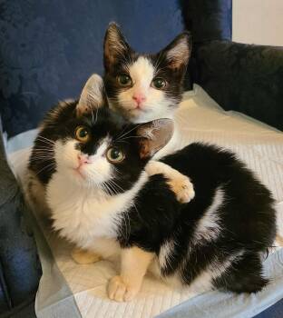 Rescue Manx Cats for Adoption in Ellijay, Georgia - Arlo And Holly | PetCurious
