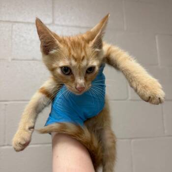 Cheeto -  Domestic Short Hair Cat for Adoption in Birmingham, Alabama - Cheeto | PetCurious