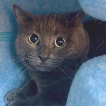 Domestic Long Hair and Domestic Medium Hair Cats Available for Adoption in Houston, Texas - Kimmy | PetCurious