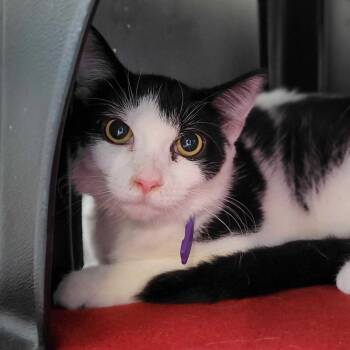 Rescue Domestic Short Hair Cats for Adoption in Nantucket, Massachusetts - Peeta | PetCurious
