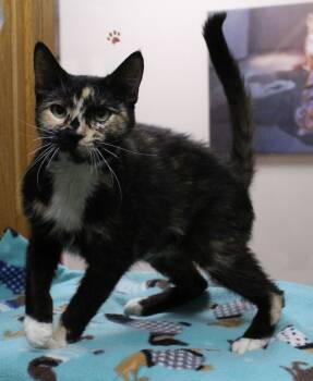 Elowyn -  Tortoiseshell Cat for Adoption in Portage, Wisconsin - Elowyn | PetCurious