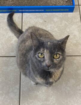 Stickers -  Domestic Short Hair Cat Available for Adoption in INDN HBR BCH, Florida - Stickers | PetCurious