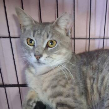 Bavard -  Domestic Short Hair Cat Available for Adoption in Boston, Massachusetts - Bavard | PetCurious