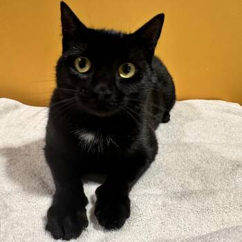 Serafina FKA Laurie -  Domestic Short Hair Cat for Adoption in Chesapeake, Virginia - Serafina FKA Laurie | PetCurious