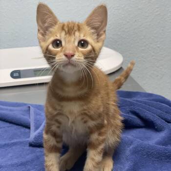 Capybara -  Domestic Short Hair Cat for Adoption in Riverside, California - Capybara | PetCurious