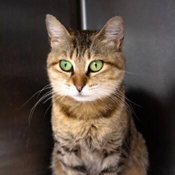 Niles -  Domestic Short Hair Cat for Adoption in Atlanta, Georgia - Niles | PetCurious