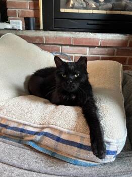 Grasshopper (26-207 C) -  Domestic Medium Hair Cat for Adoption in Lansing, Michigan - Grasshopper (26-207 C) | PetCurious