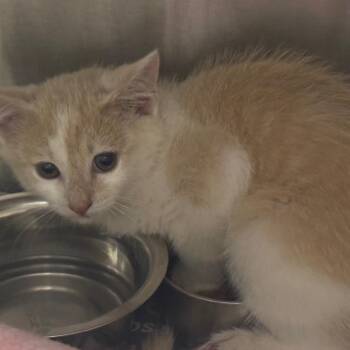 Nacho -  Domestic Short Hair Cat for Adoption in Winston-salem, North Carolina - Nacho | PetCurious