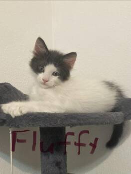 Fluffy -  Domestic Short Hair Cat for Adoption in Oviedo, Florida - Fluffy | PetCurious