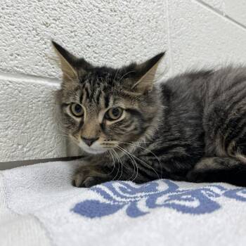 Sardine -  Domestic Medium Hair Cat for Adoption in Lyndhurst, Virginia - Sardine | PetCurious
