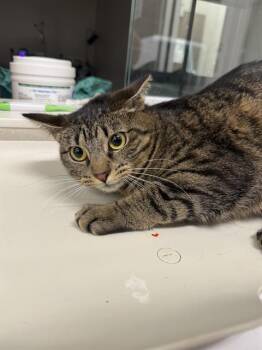 RHONDA -  Domestic Short Hair Cat Available for Adoption in Baytown, Texas - RHONDA | PetCurious
