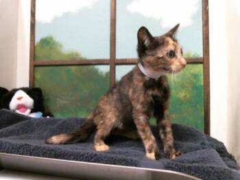 PENELOPE -  Domestic Short Hair Cat for Adoption in Houston, Texas - PENELOPE | PetCurious