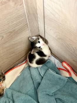 SOX -  Domestic Short Hair Cat for Adoption in Algona, Iowa - SOX | PetCurious