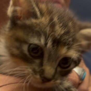 Mary -  Domestic Short Hair Cat Available for Adoption in Midland, Texas - Mary | PetCurious