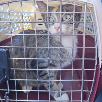 Belladonna -  Domestic Short Hair Cat for Adoption in Greensboro, North Carolina - Belladonna | PetCurious