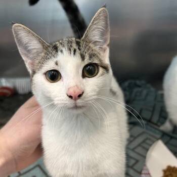 Mirage -  Domestic Short Hair Cat for Adoption in Matteson, Illinois - Mirage | PetCurious